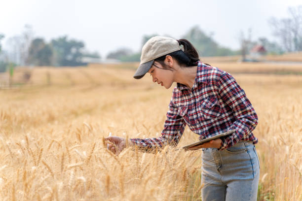 istock Happy young female farmer checking on her barley crop using her computer tablet to collect date 2096560576