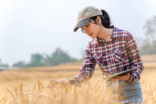 istock Happy young female farmer checking on her barley crop using her computer tablet to collect date 2096563265