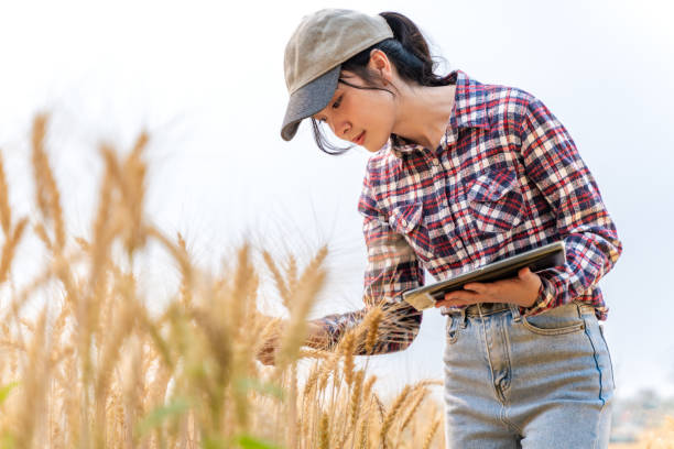 istock Happy young female farmer checking on her barley crop using her computer tablet to collect date 2096563268