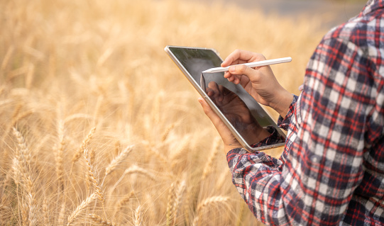 Close up hand of a female farmer entering data into her digital tablet while checking on her barley crop