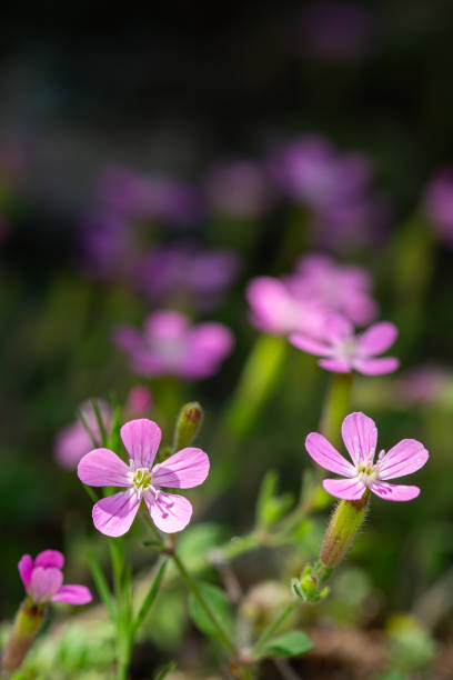 istock Wild geranium is in the Geraniaceae, Geranium family. 2096566061