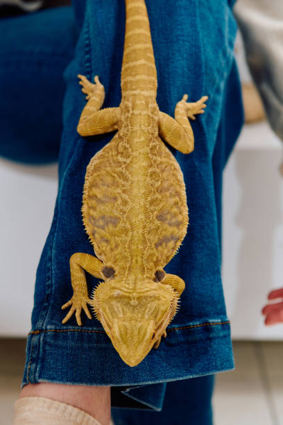 istock Bearded Dragon: A Close-Up Look at This Amazing Lizard 2096573445
