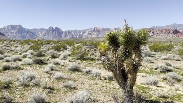 Yucca tree in Desert Landscape pan shot. Cinematic shot of a yucca tree in Nevada's Mojave Desert. USA. 4K