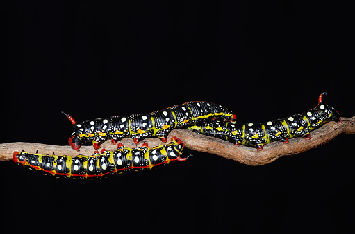 Black coloured caterpillars moving on branch, black background. Spurge Hawk, Hyles Euphorbiae