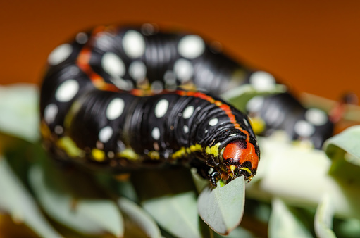 Black coloured caterpillar feeding on spurge leaves, Spurge Hawk, Hyles Euphorbiae