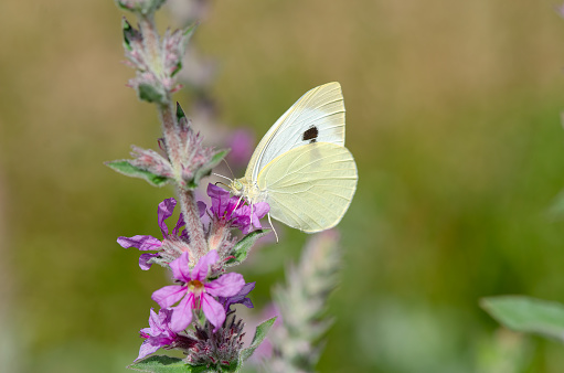 White butterfly on pink coloured flower. Large White, Pieris brassicae