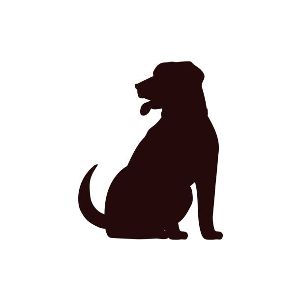 Vector black silhouette of a sitting dog from the side on an isolated background. Black silhouette of a Labrador Retriever. Vector illustration of a dog in a sitting pose with its mouth open and tongue hanging out from the side. Ideal for icons and logos on an isolated background. huge black dog stock illustrations