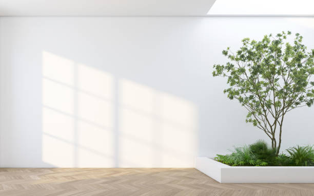 istock Morning light and indoor garden in a empty room 2096593133