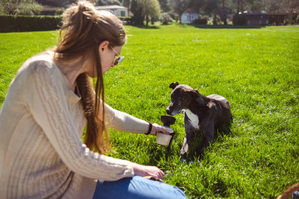istock Offering some water to a dog in care 2096600507