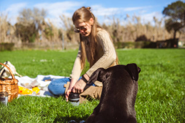 Woman offering a cute greyhound to drink water on a sunny day