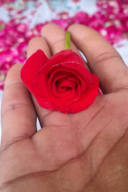 istock Red rose in the hand of a man 2096601070