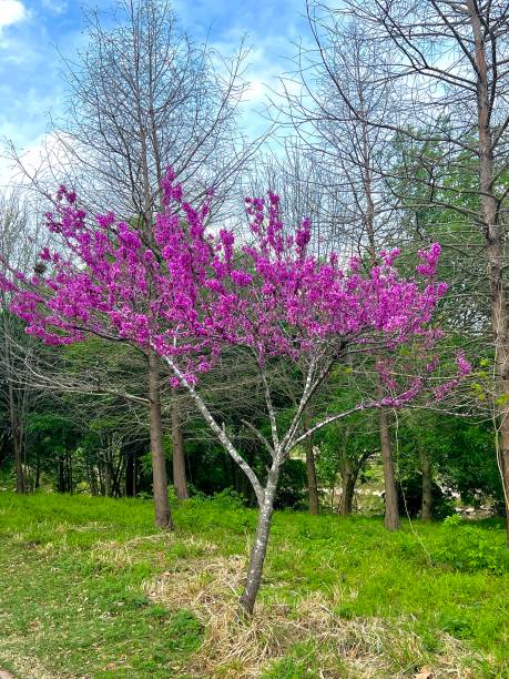 Spring Season - Blooming flowers
