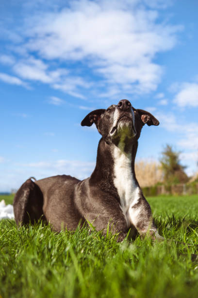Enjoying the early Spring sun in the park with dog nanny
