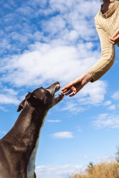 One woman asking a cute greyhound if he wants treats