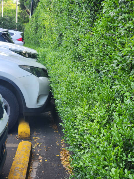istock Natural leafs fence with parking cars 2096623865