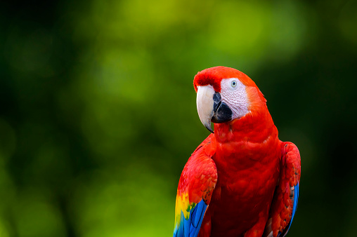 Scarlet Macaw (Ara macao) portrait, looking at camera, Costa Rica.