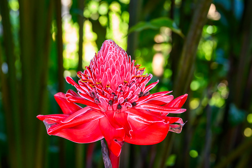 Red ginger lily (Etlingera elatior) close up, Costa Rica.