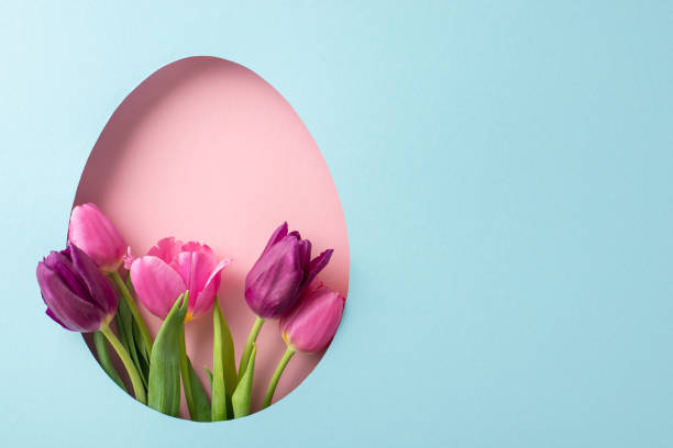 istock Sweet Easter arrangement seen from top view, featuring lush pink tulips, appearing from an oval aperture on a light blue background, with a blank area for personalized greetings 2096635193