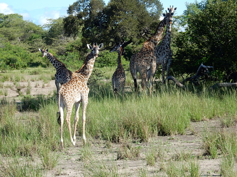 Giraffes searching for food f