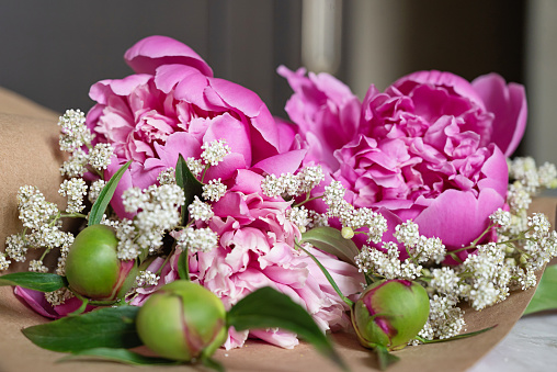 pink persian buttercup flowers in hands. Curly peony ranunculus. Empty spase