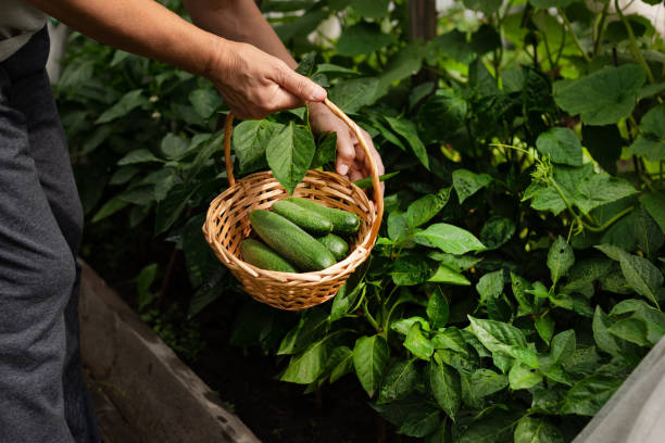istock A hand picks a cucumber. Harvesting. Good harvest, Fertilizer. 2096649110