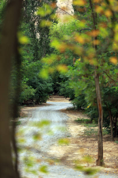 Morning light in spring park with stone path road