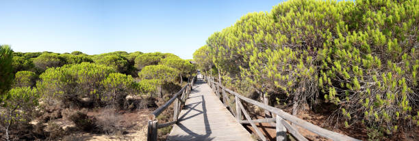 istock Serene Wooden Walkway Amidst Vibrant Greenery 2096663324