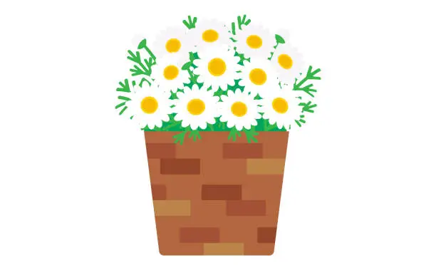 Vector illustration of white marguerite in brown basket