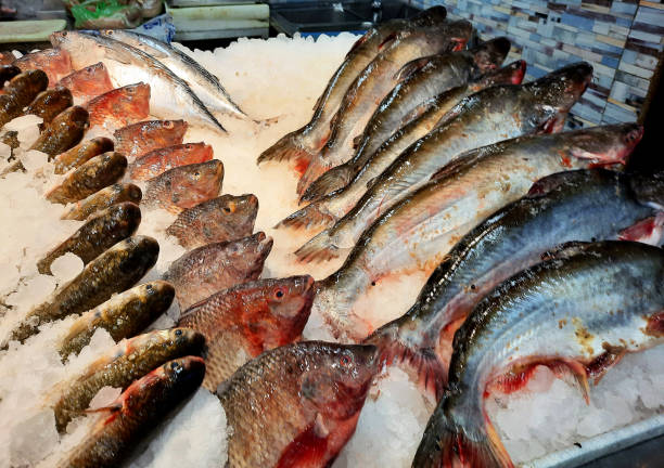 istock Tilapia and Mackerel fish background on ice, Tilapia the common name for nearly a hundred species of cichlid fish from the coelotilapine, coptodonine, heterotilapine, oreochromine, pelmatolapiine 2096672919