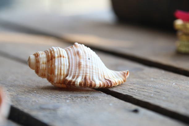 istock Seashell on a wooden background. Summer time concept. 2096690591