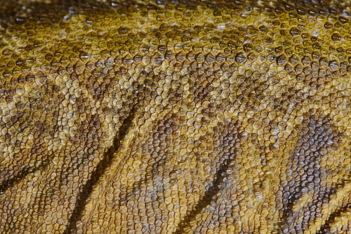 Close-up photo of a bearded dragon's vibrant yellow textured scales against a crisp white background, showcasing the mesmerizing beauty of this exotic reptile.