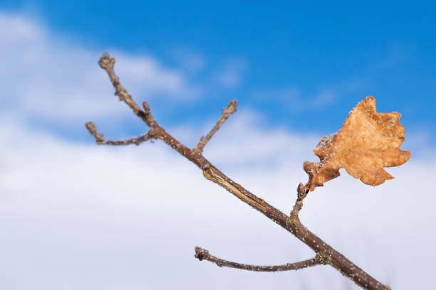 Branch with a yellow oak leaf against a blue sky. Winter background. Weather.