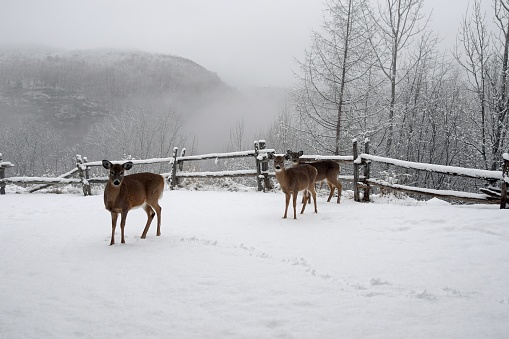 two whitetail deer on snow covered ground, wooden rustic fence, foggy Winter scene in the background Quebec Canada