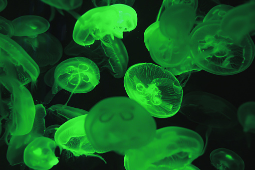 a colony of jellyfish with a radiant glow moves gracefully through the water
