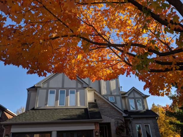A beautiful colorful orange maple tree in front of a house
