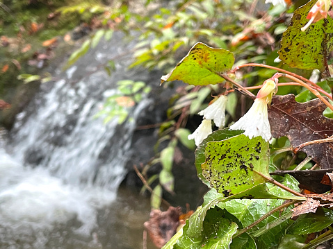 The Oconee Bell is a rare, endangered perennial wildflower found only in the Appalachian mountain areas of North Carolina, South Carolina, and Georgia. It grows in the wild along stream banks and slopes in partial to full shade.