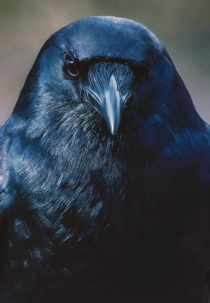 istock Portrait of a Crow on the backuard deck. 2096750944