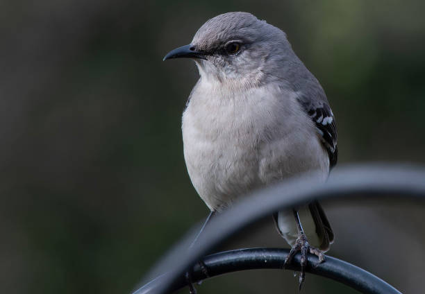 istock A Northern Mockingbord on a high perch 2096751007