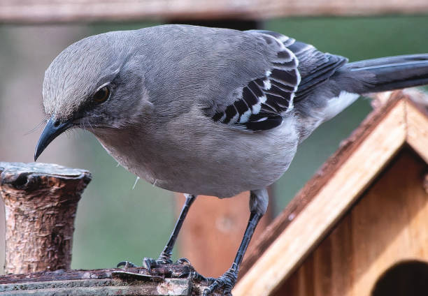 istock A Northern Mockingbord on a high perch 2096751478