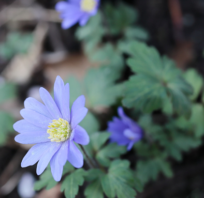 The Blue Anemone is a typical represent of Ornamental Gardens (Sinzenflora) in the Netherlands. It grows on Clay Soils on shadow Places and is widely cultivated.
Blue Anemone is growing wild in Woodlands of South Europe.