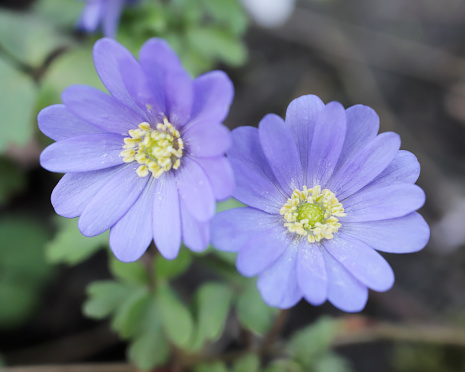 The Blue Anemone is a typical represent of Ornamental Gardens (Sinzenflora) in the Netherlands. It grows on Clay Soils on shadow Places and is widely cultivated.
Blue Anemone is growing wild in Woodlands of South Europe.