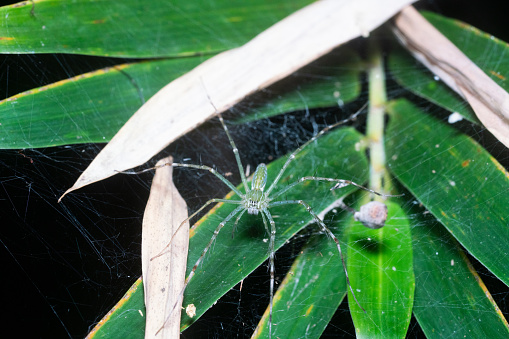 Australian spider in a leaf at night