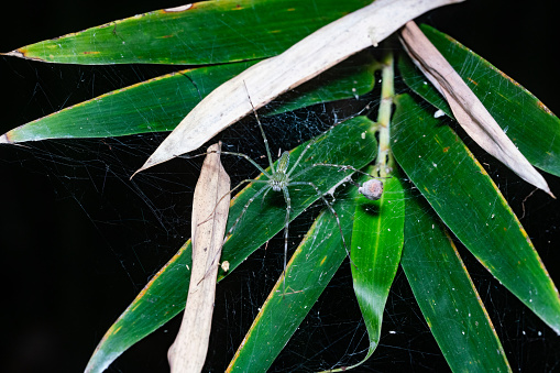 Australian spider in a leaf at night