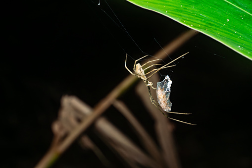 spider enveloping its prey