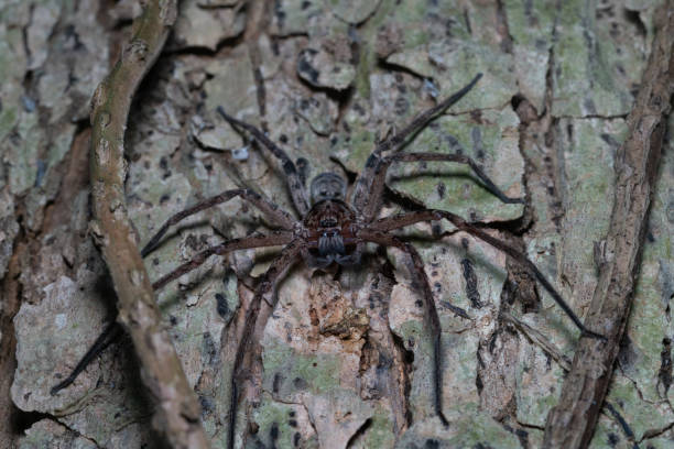 istock Australian giant spider in a tree at night 2096792819