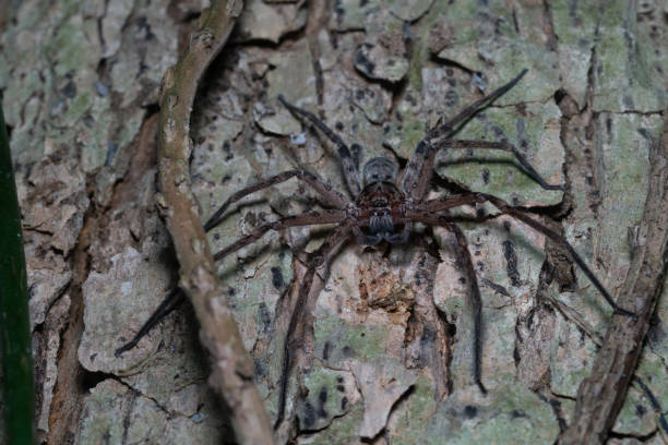 australian giant spider in a tree at night - white animal eye arachnid australia imagens e fotografias de stock