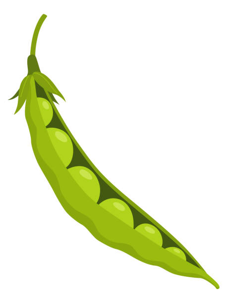 ilustraciones, imágenes clip art, dibujos animados e iconos de stock de green pea pod. vegetable icon. element for packaging and menu design. natural green healthy eco product. vector illustration - green pea pea pod vegetable cute