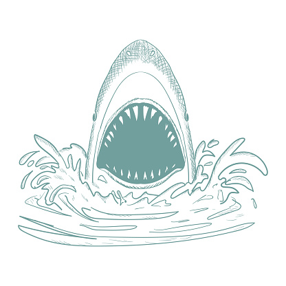 Vintage Hand Drawn Angry Open Mouth Ocean Shark Illustration Vector