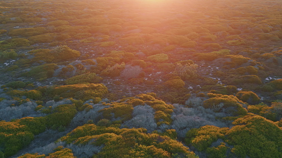 Sunset light illuminating steppe ground drone view. Picturesque golden sunlight shining on low greenery covering terrain plain at summer evening. Beautiful grassland environment. Green prairie concept