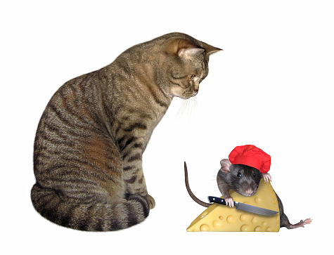 A beige cat looks at the rat in a red cook hat cutting cheese. White background. Isolated.